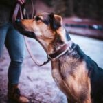 Leather Dog Collar - Natural