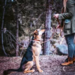Matching Dog Collar & Leash Bundle - English Tan - Image 2