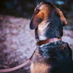 Matching Dog Collar & Leash Bundle - Natural - Image 2